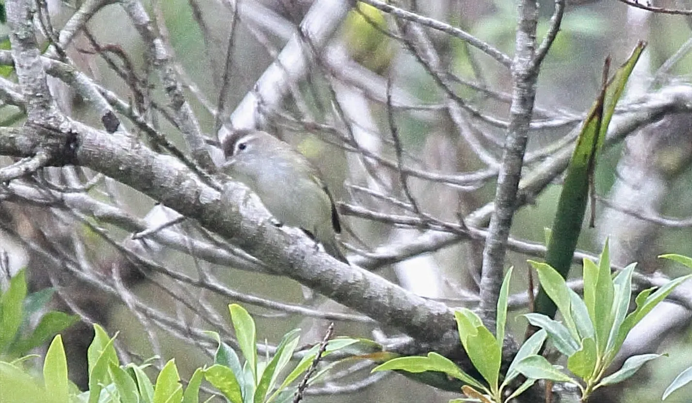 File:Brown-capped Vireo (Vireo leucophrys) (5783251079).jpg
