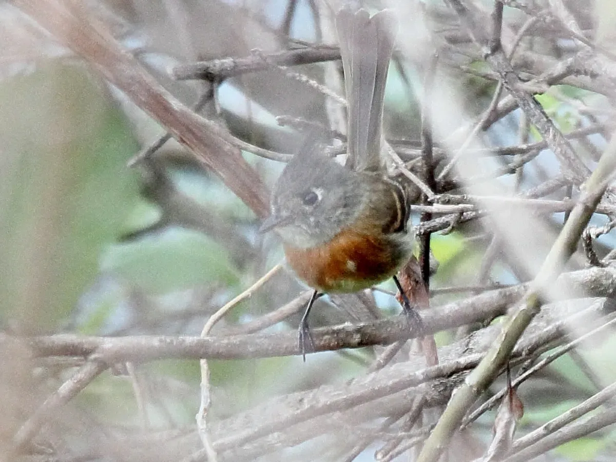 File:Belted Flycatcher (Xenotriccus callizonus) (5783239031).jpg