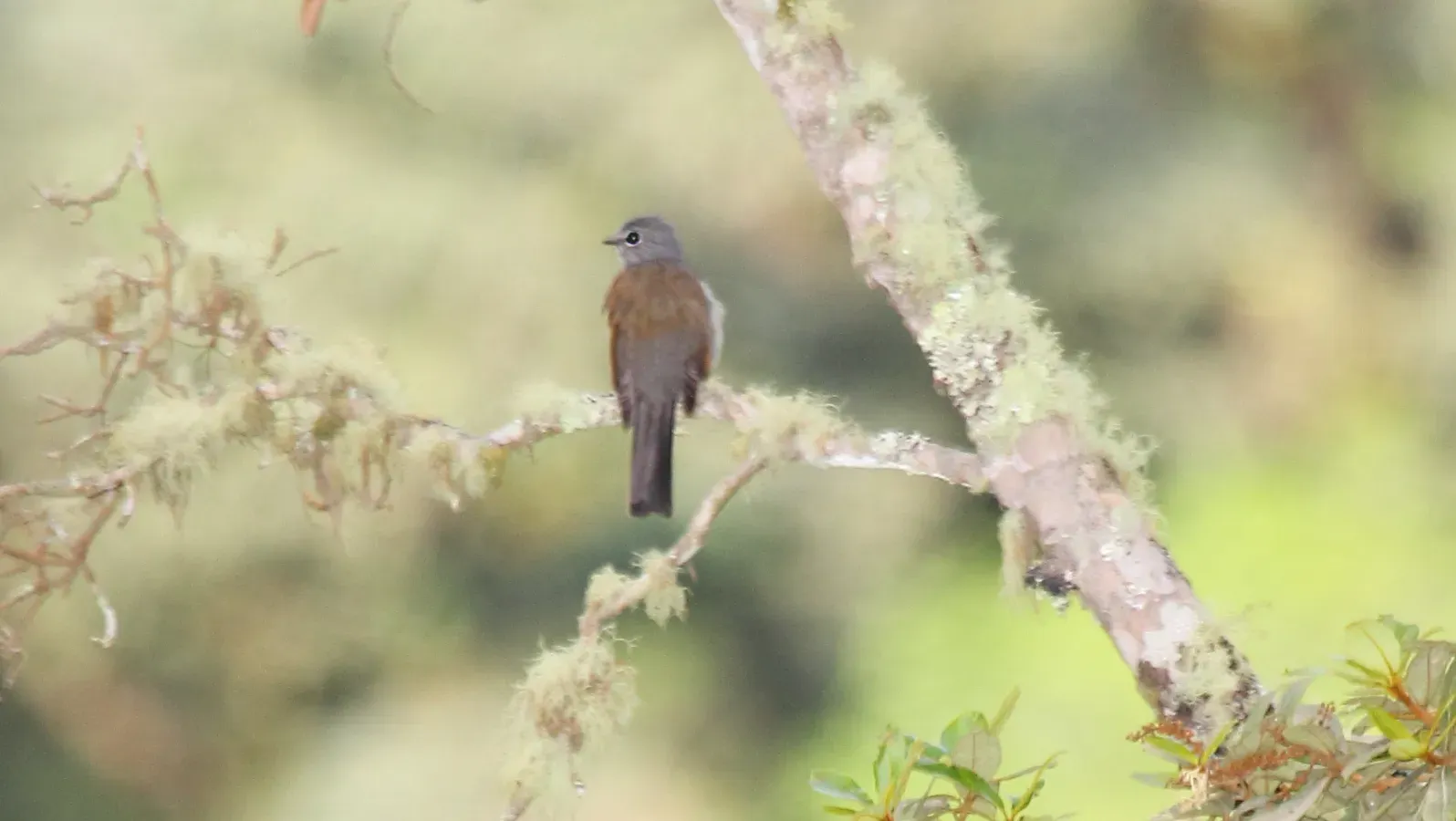File:Brown-backed Solitaire (Myadestes occidentalis) (5783213329).jpg
