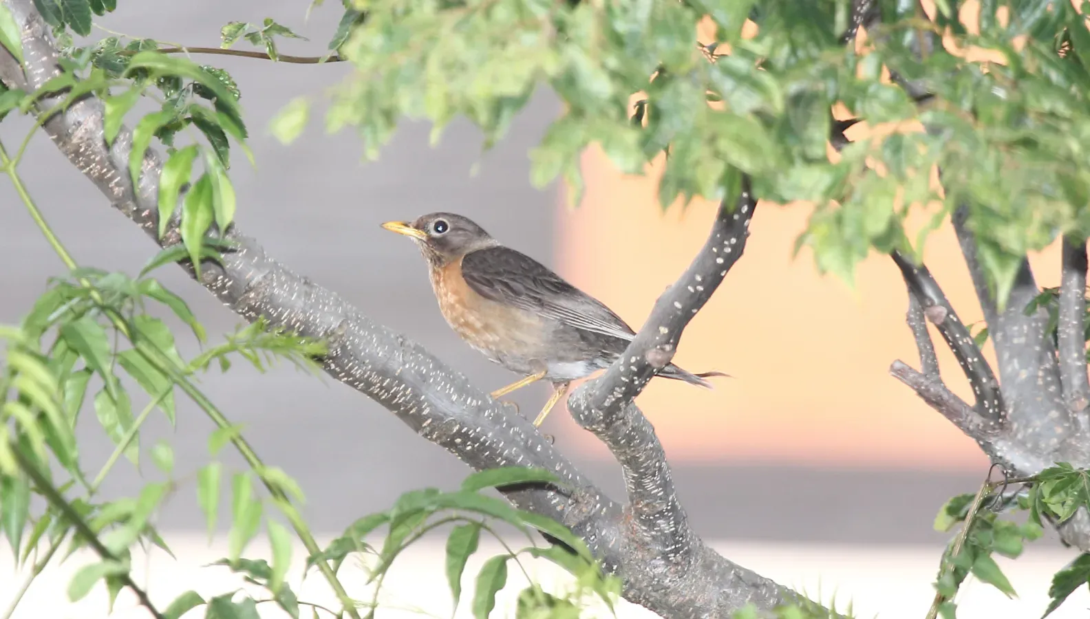 File:Rufous-collared Thrush (Turdus rufitorques) female (5783737608).jpg