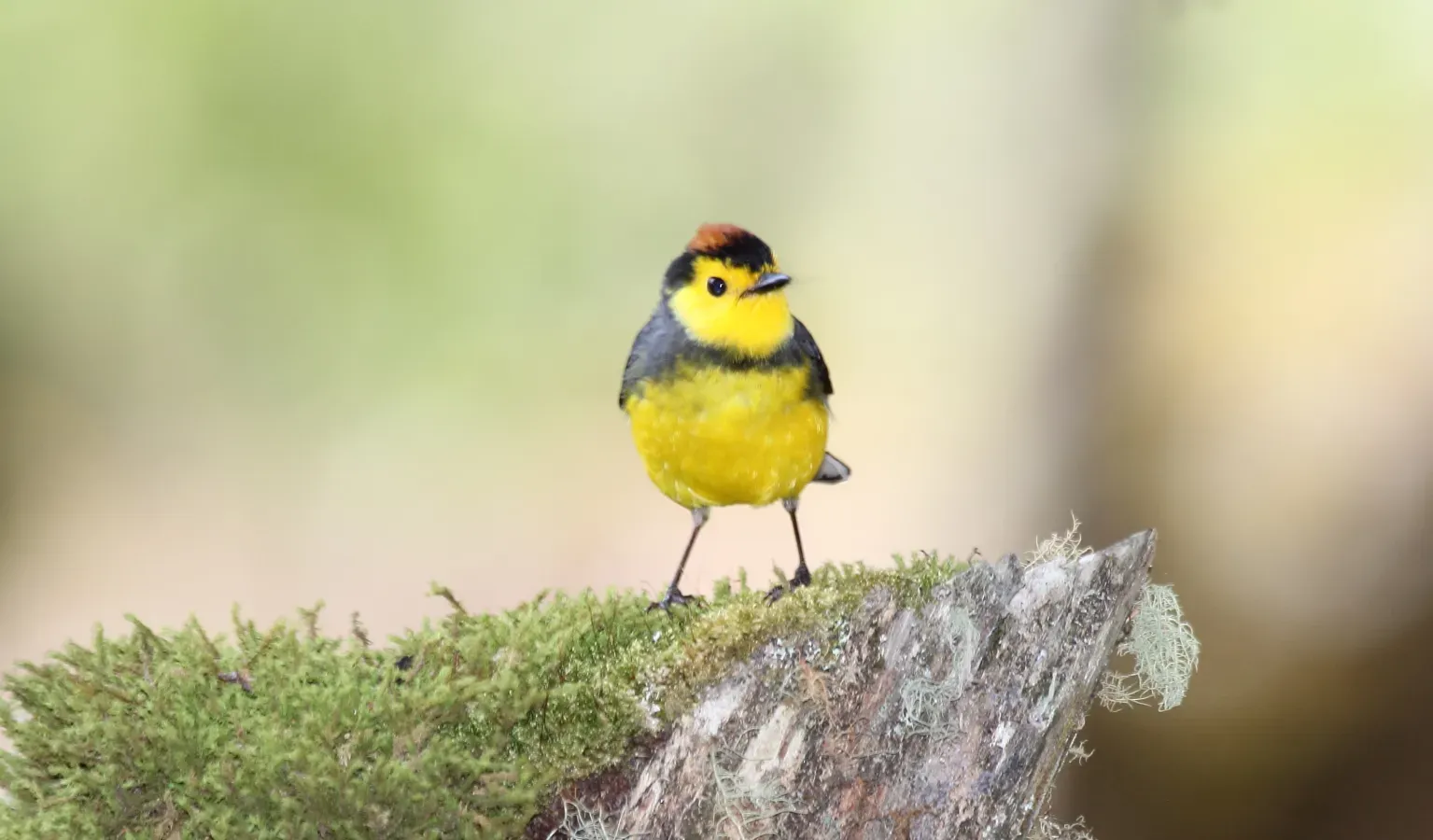 File:Collared Redstart (Myioborus torquatus) (5772475104).jpg