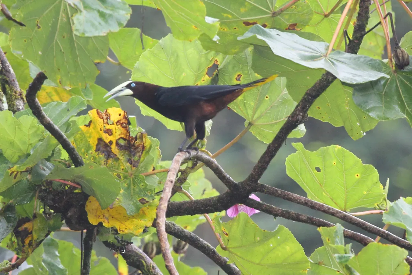 File:Chestnut-headed Oropendola (Psarocolius wagleri) (5772401014).jpg