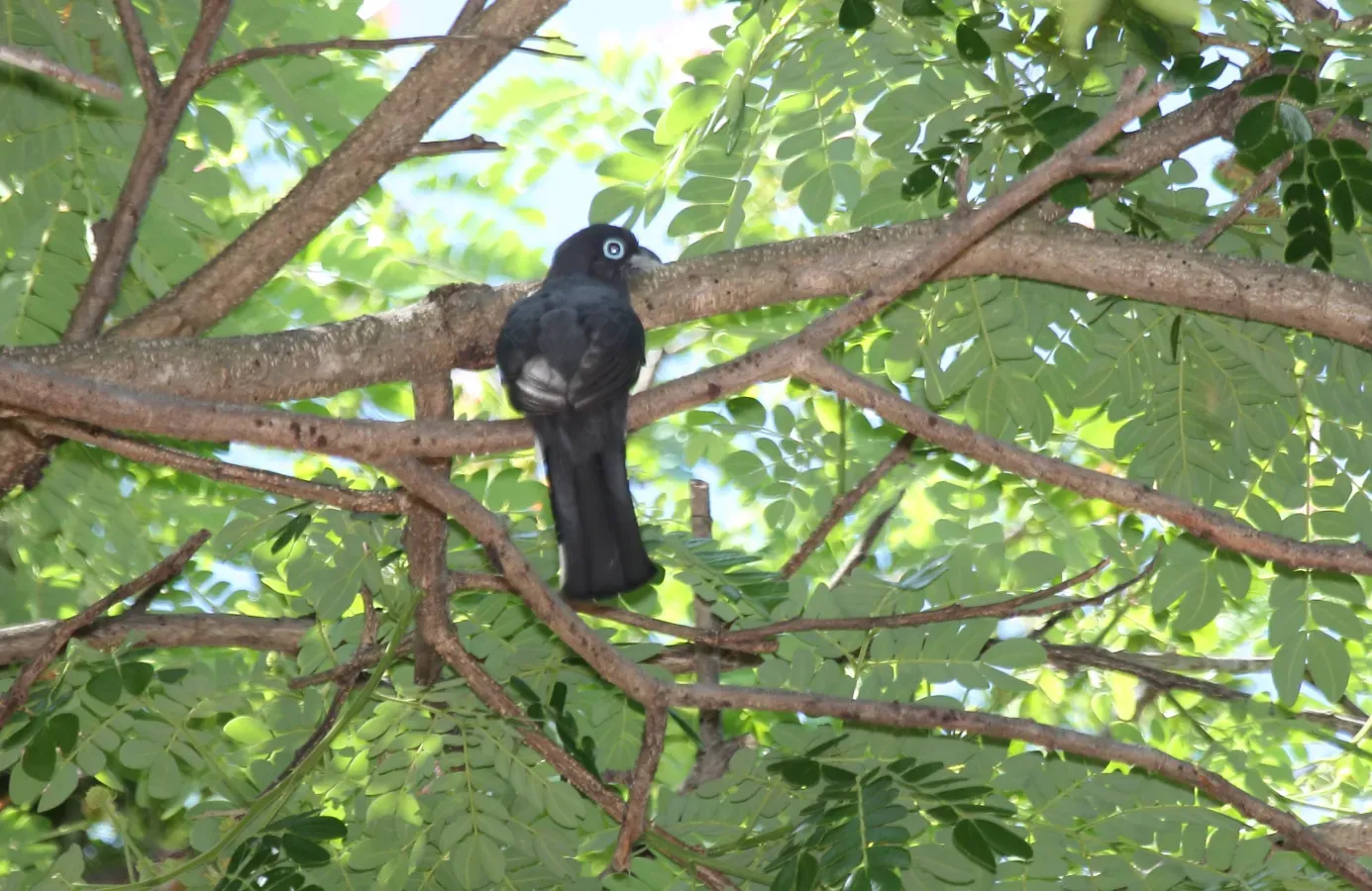 File:Black-Headed Trogon (Trogon melanocephalus) (5772386838).jpg
