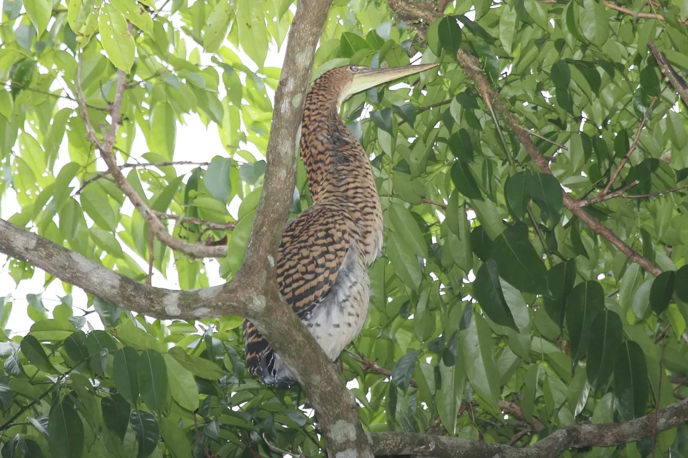 File:Bare-Throated Tiger-Heron (Tigrisoma mexicanum) (5772345172).jpg