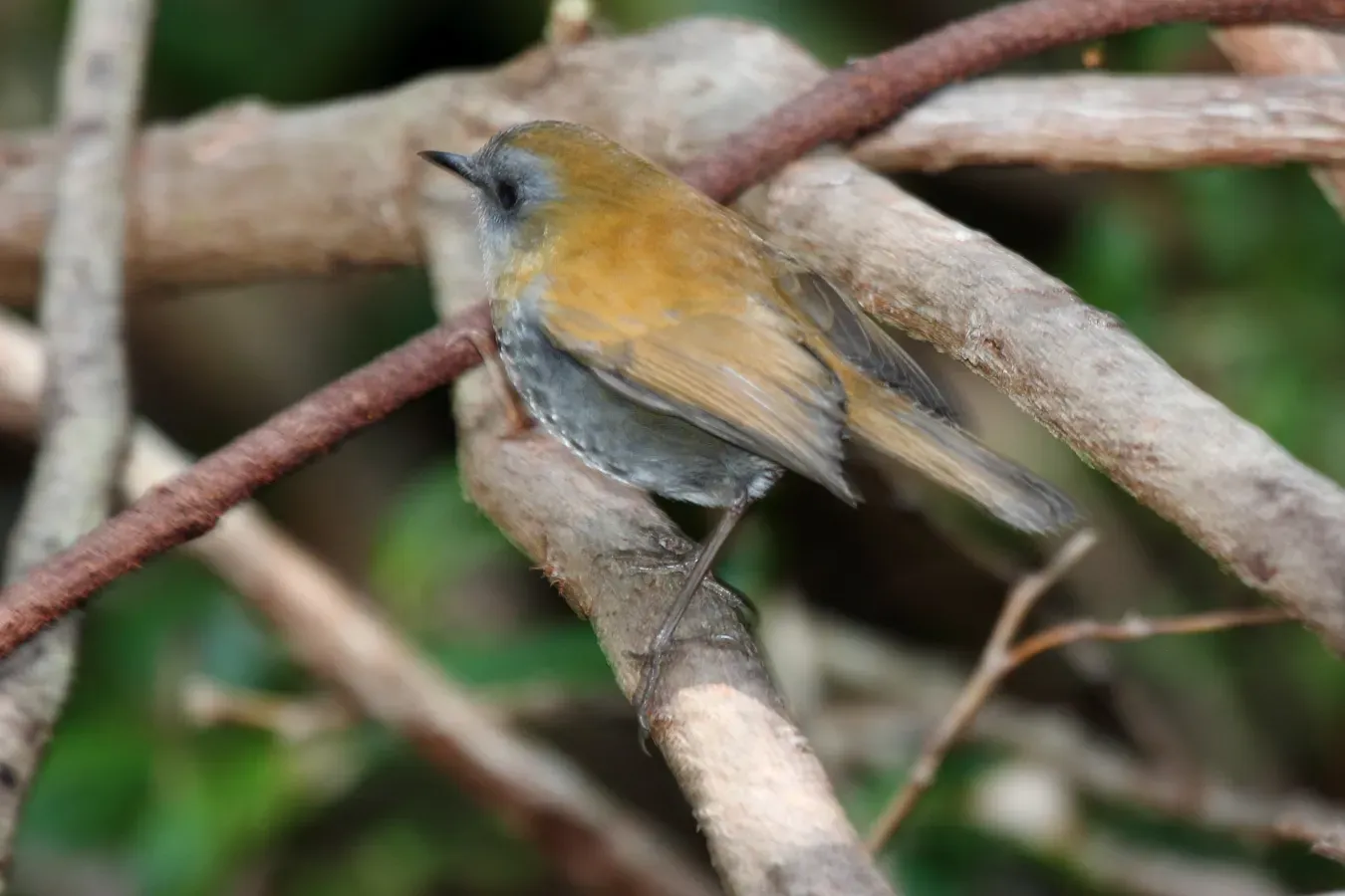 File:Black-billed Nightingale-Thrush (Catharus gracilirostris) (5771778401).jpg