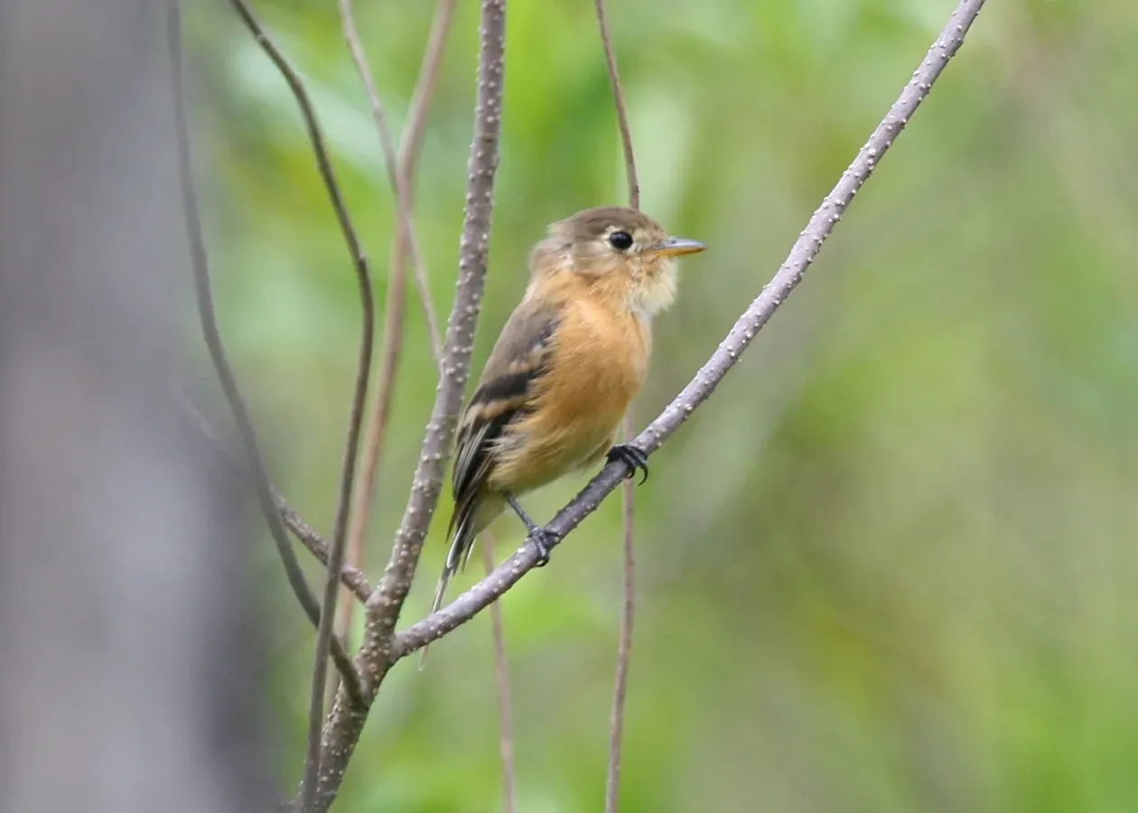 File:Buff-breasted Flycatcher (Empidonax fulvifrons) (5198319105).jpg