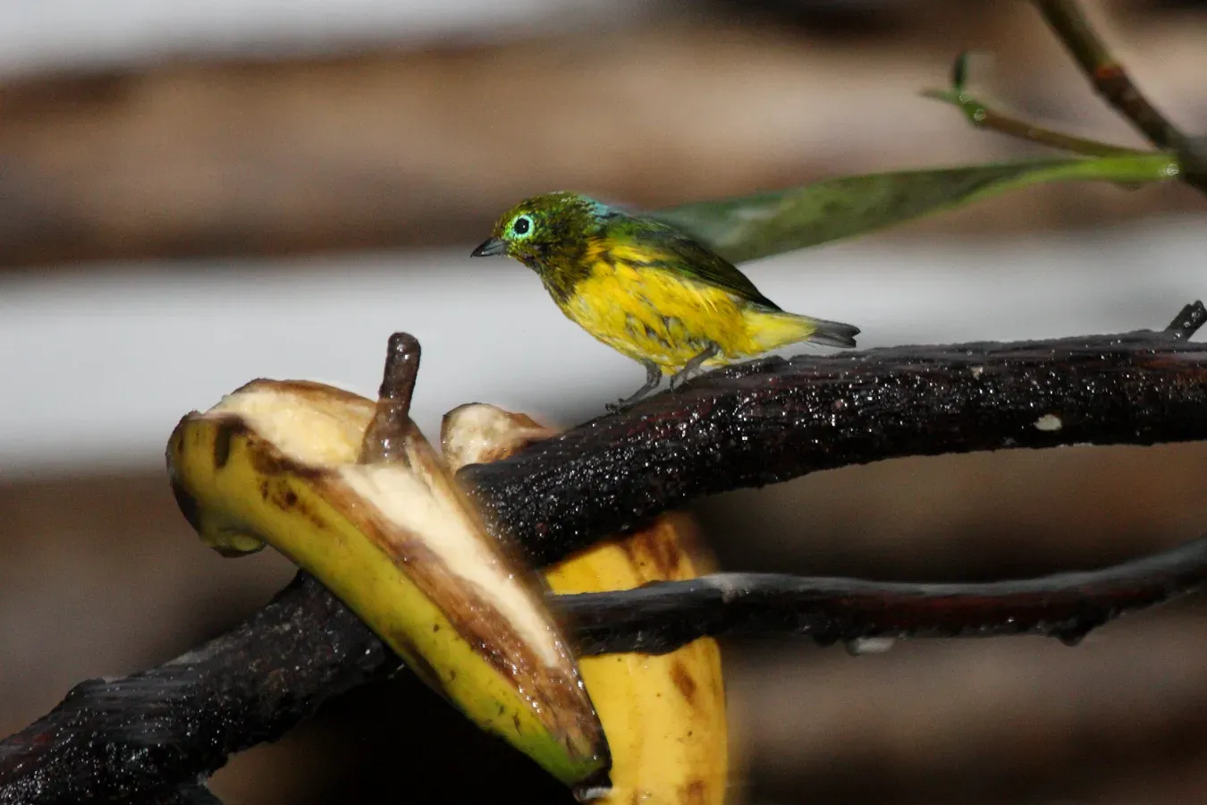 File:Blue-naped Chlorophonia (Chlorophonia cyanea) (4856342475).jpg