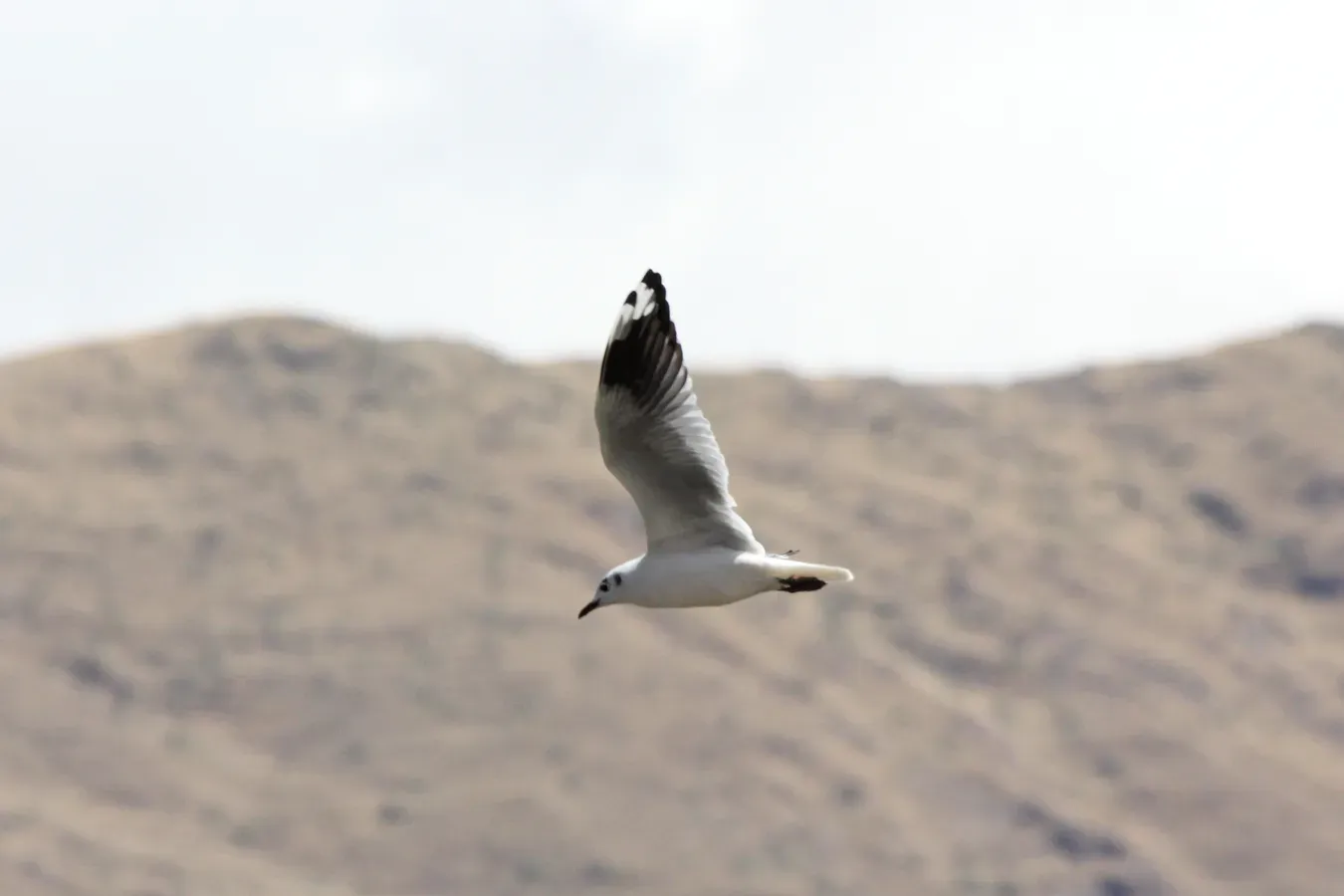 File:Andean Gull (Chroicocephalus serranus) (4856332949).jpg