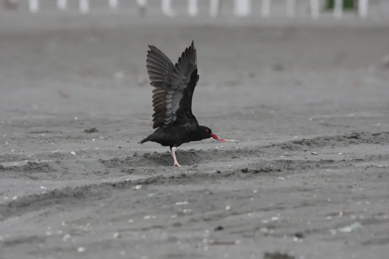 File:Blackish Oystercatcher (Haematopus ater), Puerto Viejo, Peru (4856934244).jpg