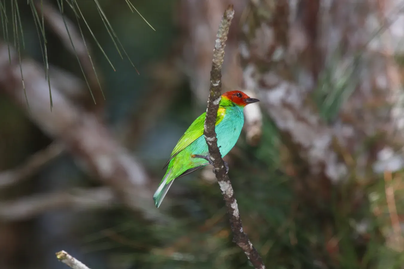 File:Bay-headed Tanager (Tangara gyrola) (4505549378).jpg