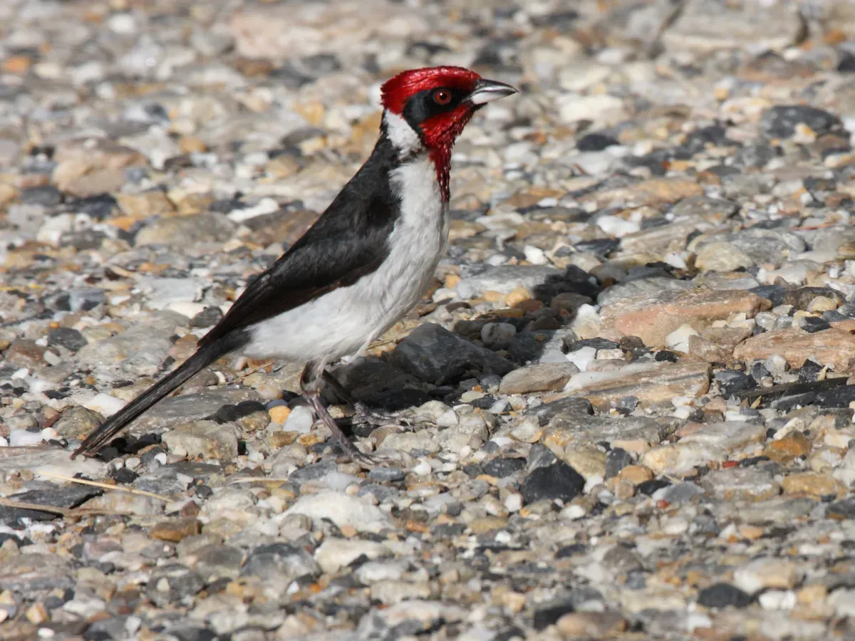 File:Masked Cardinal (Paroaria nigrogenis) (4092565007).jpg