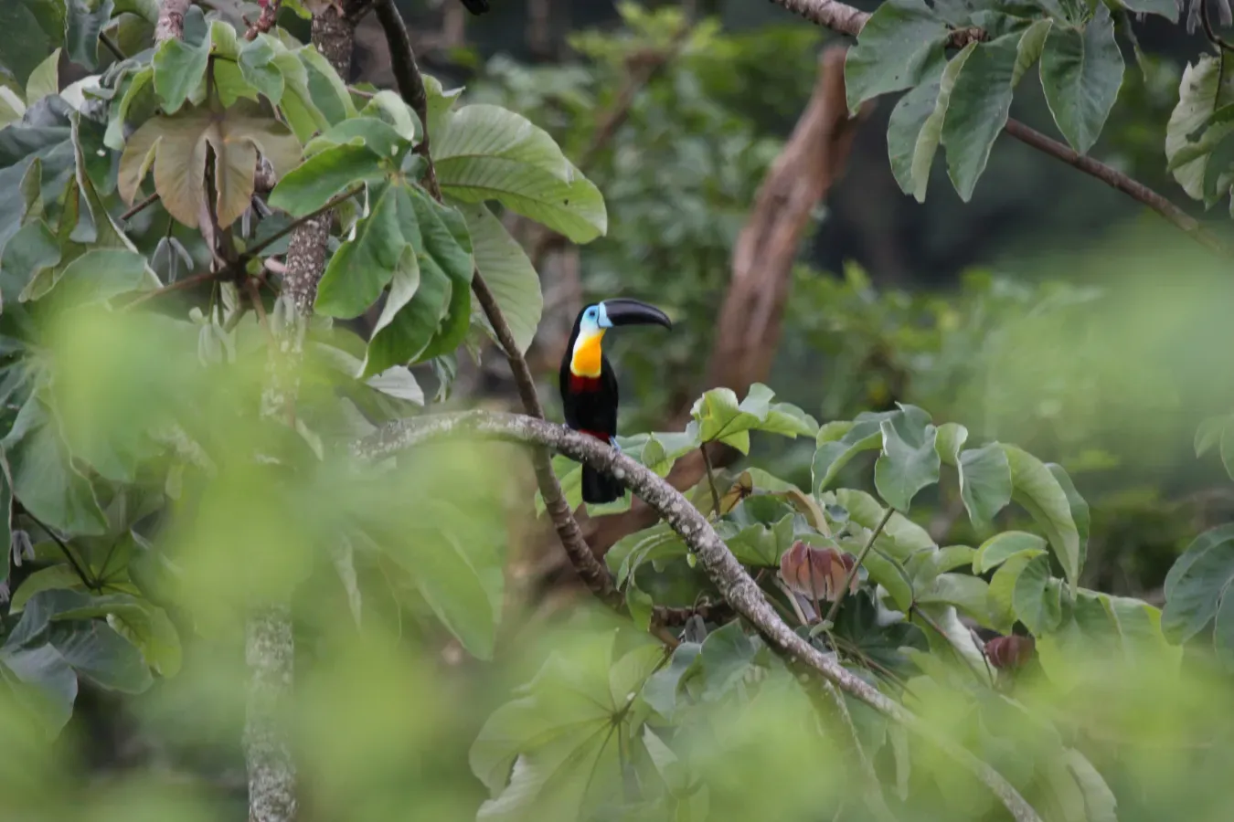 File:Channel-billed Toucan (Ramphastos vitellinus) (4089510455).jpg