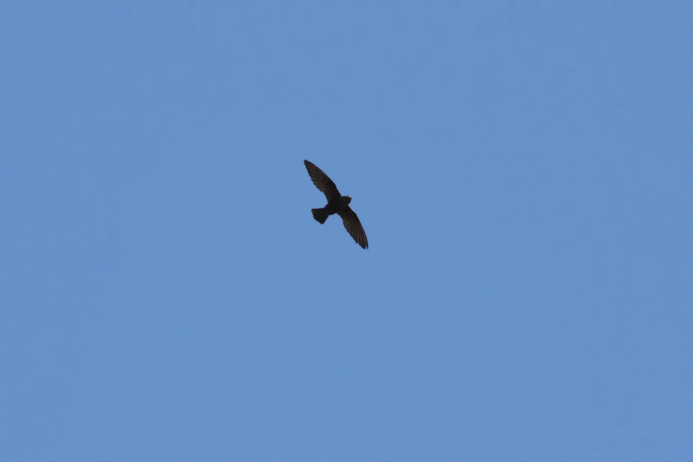 File:White-naped Swift (Streptoprocne semicollaris) (3323637685).jpg