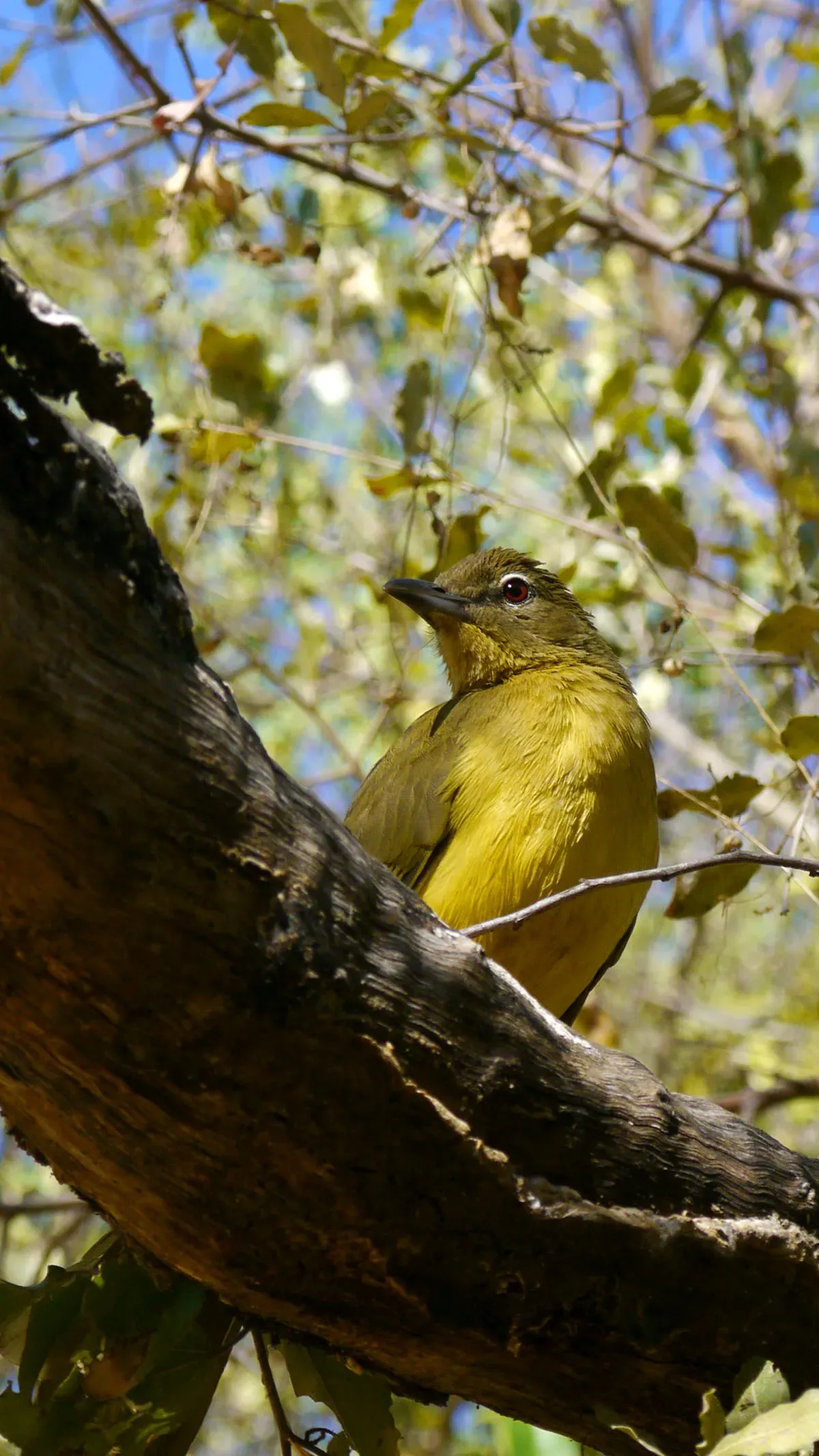 File:Chlorocichla flaviventris (15).JPG
