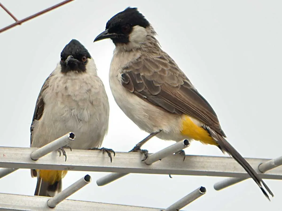 File:Pycnonotus aurigaster pair.JPG