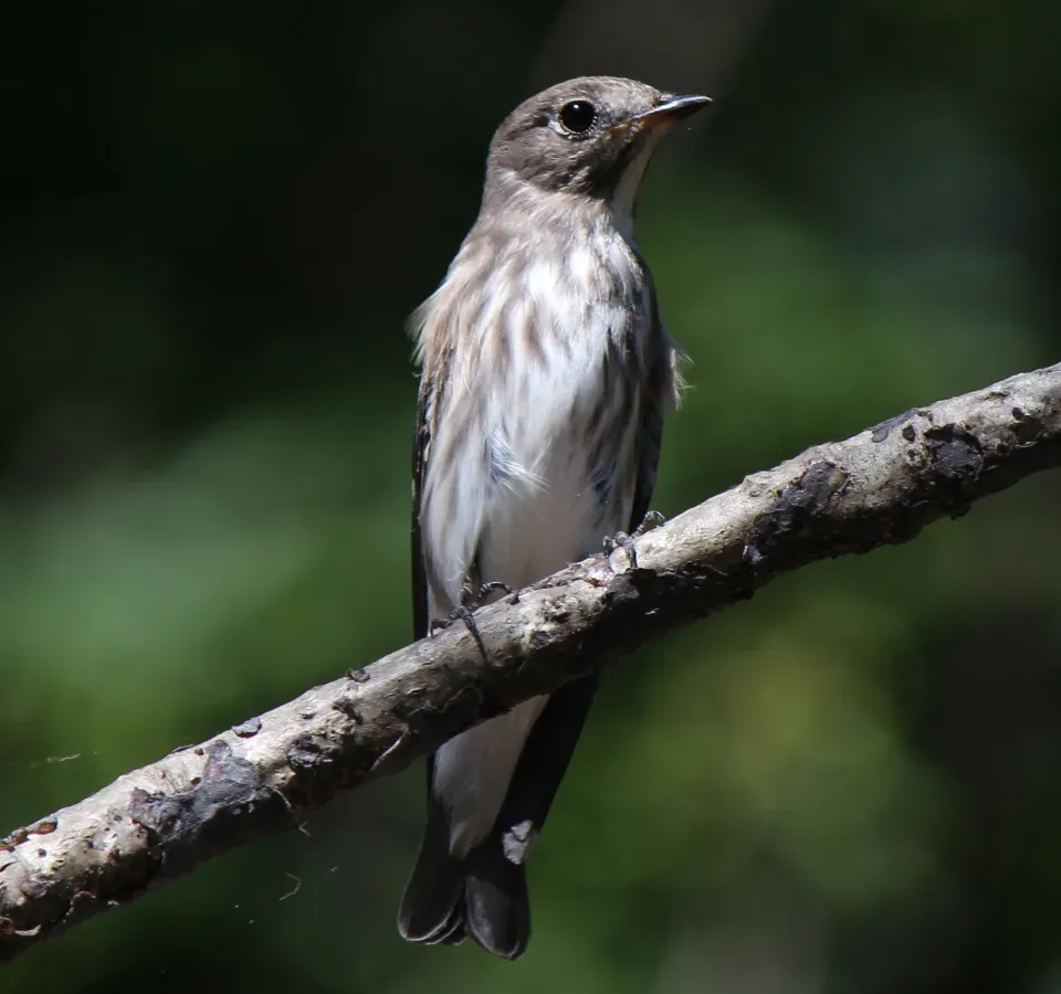File:Muscicapa griseisticta.JPG