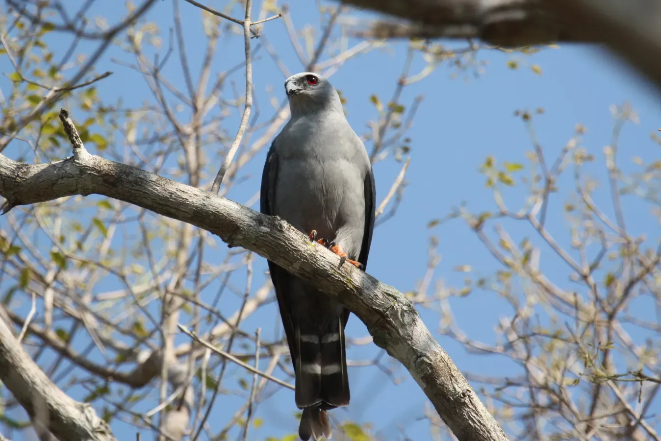 File:Ictinia plumbea -Mato Grosso do Sul, Brazil-8.jpg