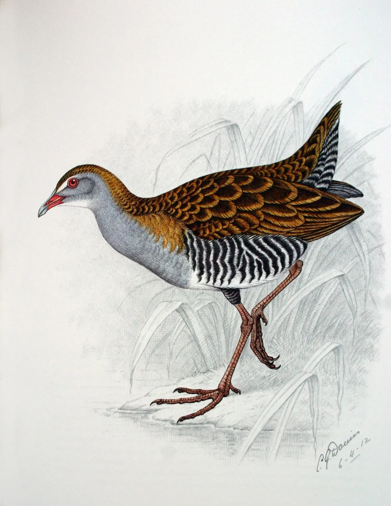 File:Crecopsis egregia00.jpg