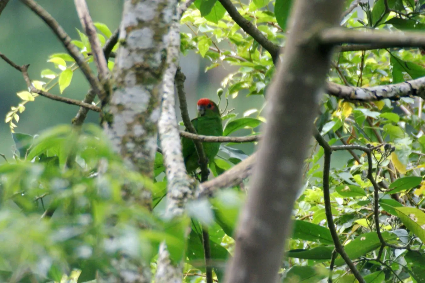 File:Pionopsitta pileata -Campina Grande do Sul, Parana, Brazil-6.jpg