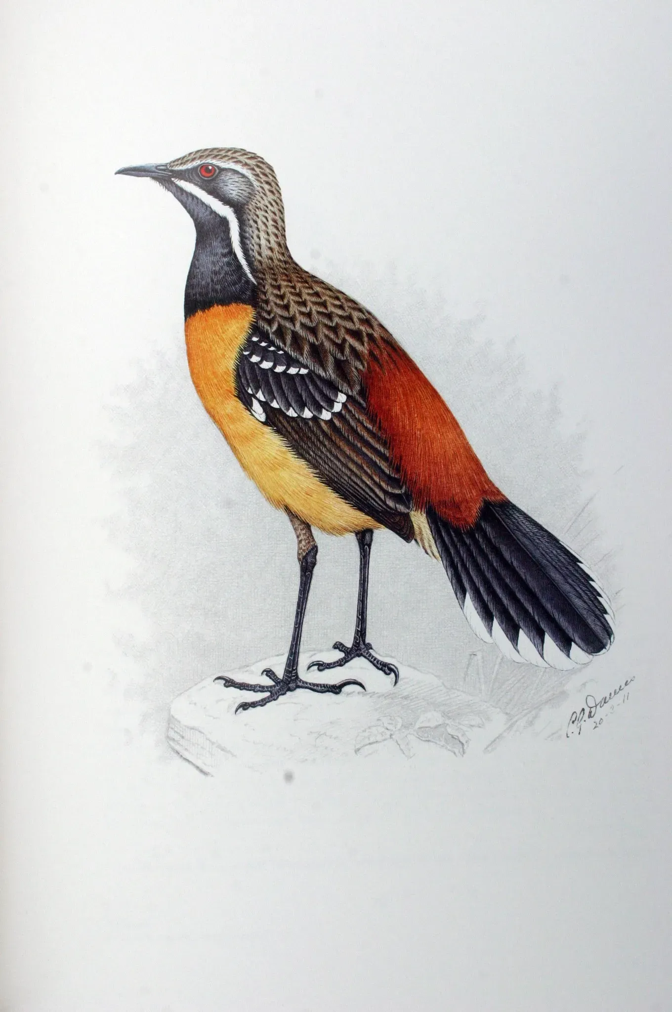 File:Chaetops aurantius00.jpg