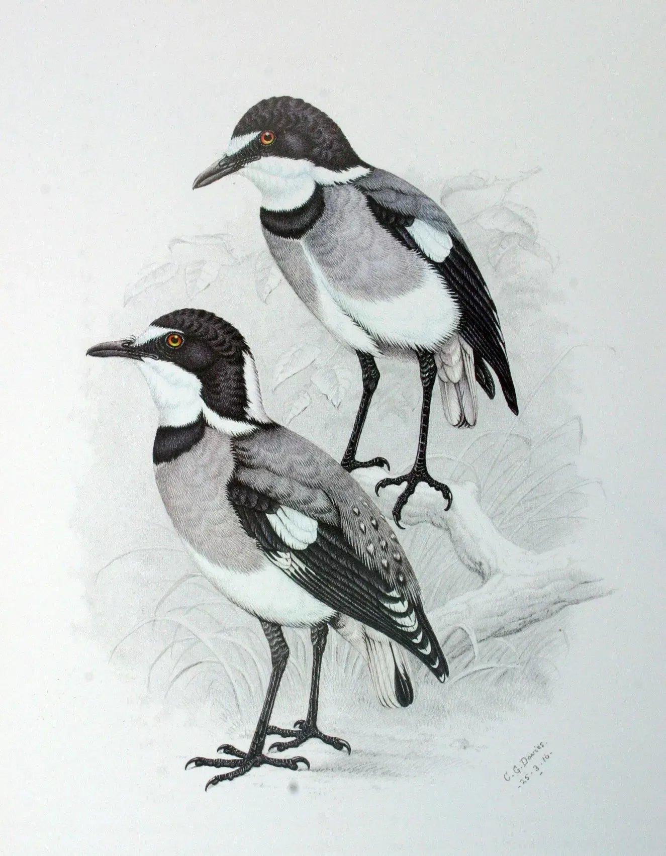 File:Lanioturdus torquatus00.jpg