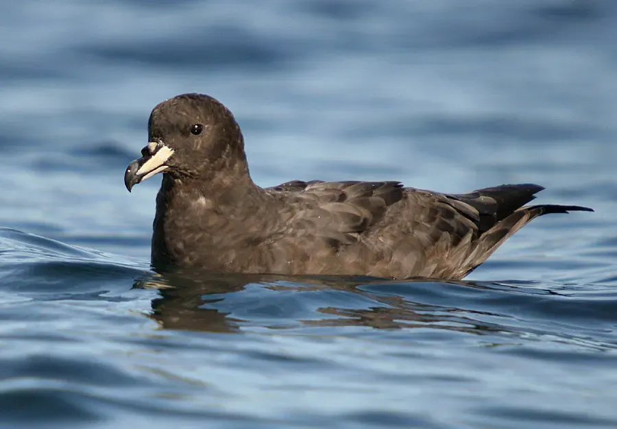 File:Procellaria westlandica1.jpg