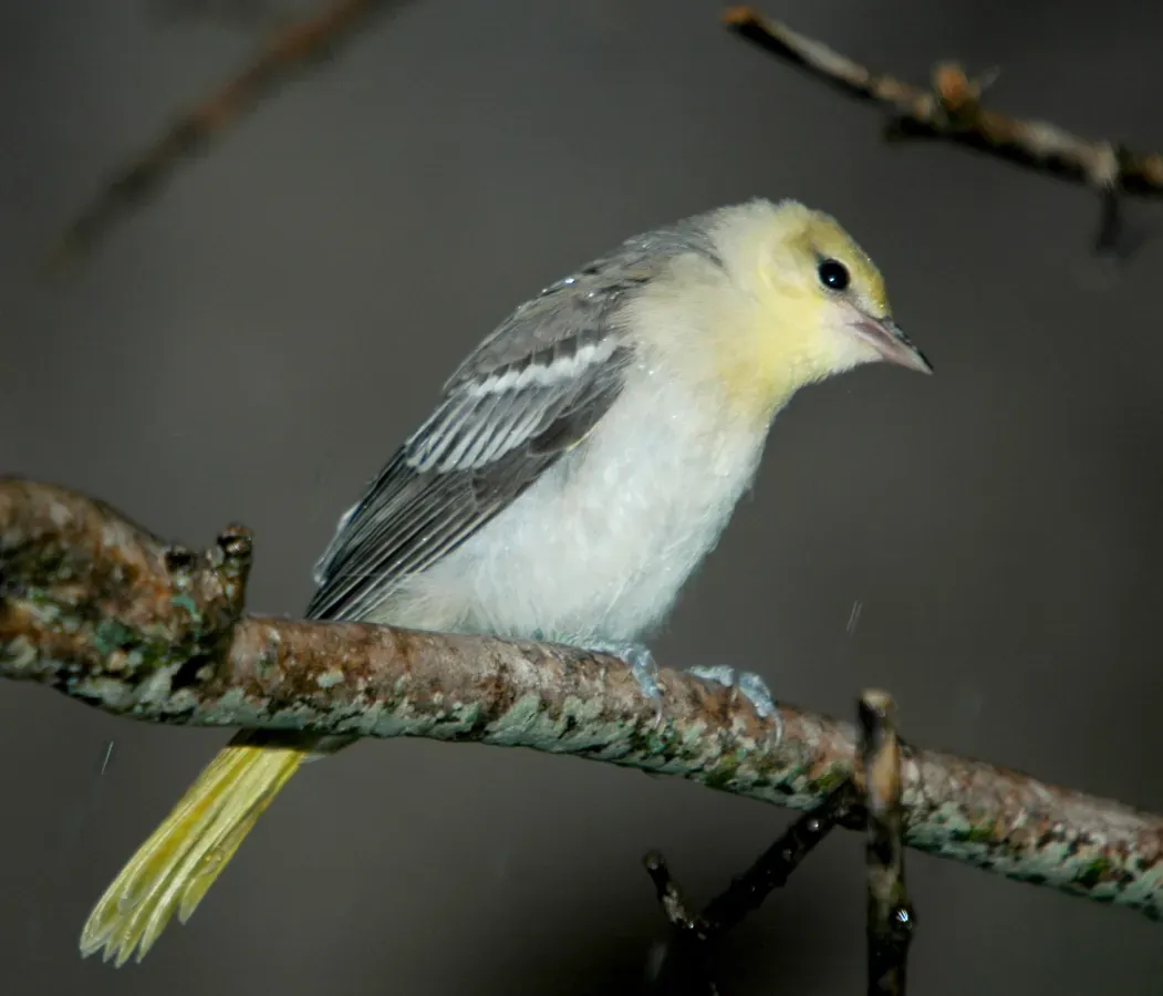 File:Icterus bullockii.jpg