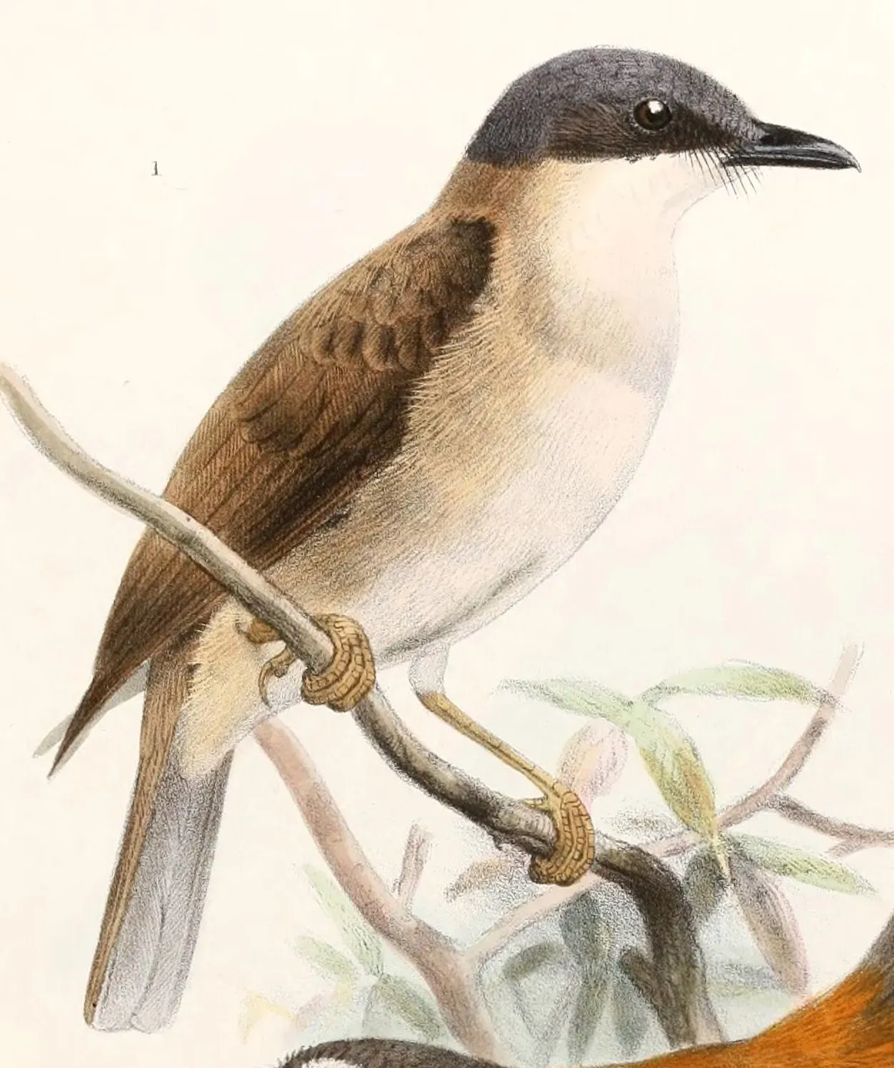 File:Pachycephala phaionota Smit.jpg