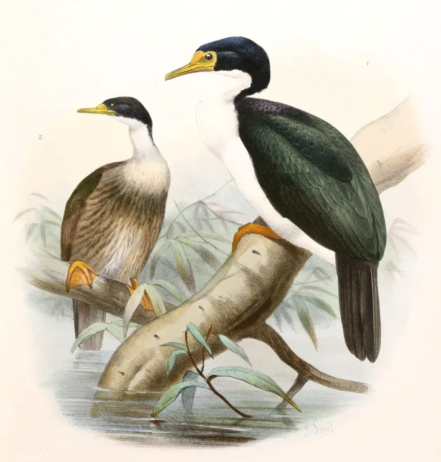 File:Leucocarbo verrucosus Smit.jpg