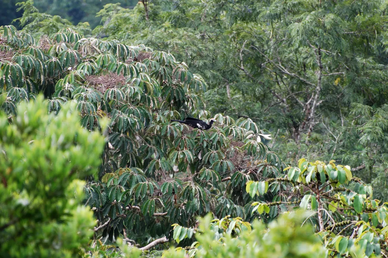 File:Blue-throated Piping Guan (Pipile cumanensis), Yasuni National Park, Ecuador.jpg