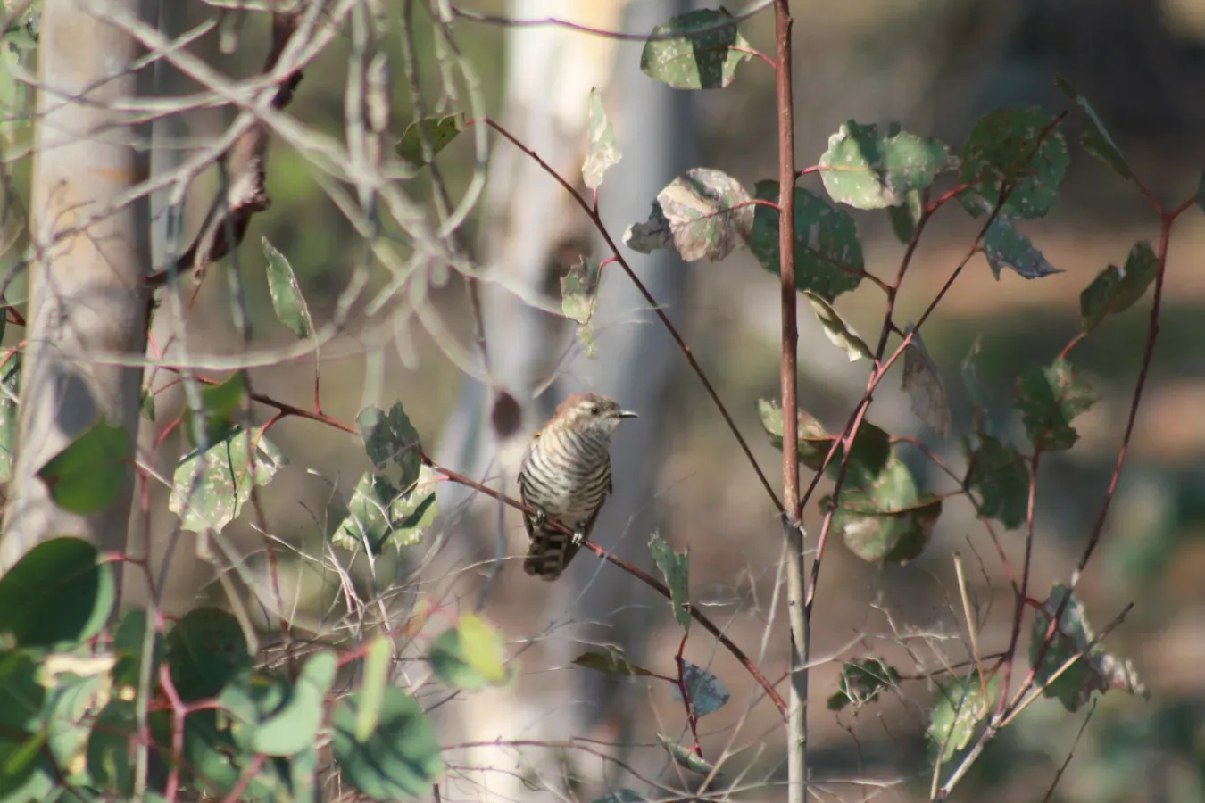 File:Chalcites lucidus CampbellParkCanberra2012 WilliamFeeney.JPG