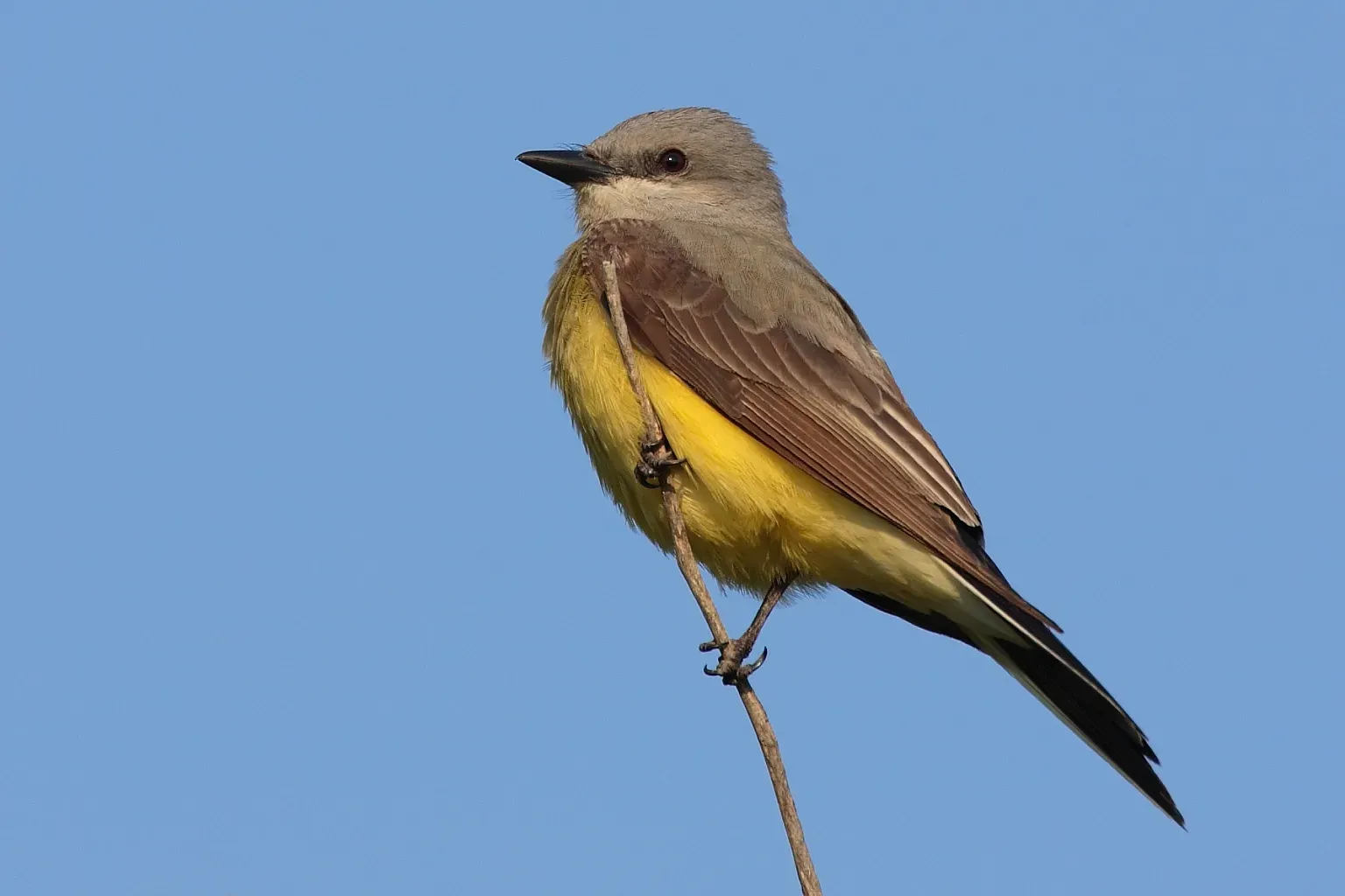 File:Tyrannus-verticalis-001.jpg