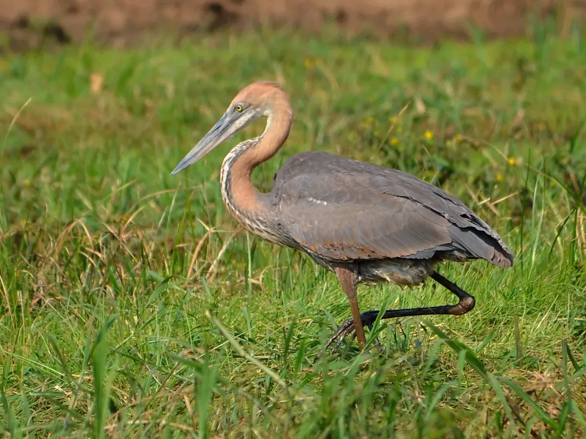 File:Ardea goliath.jpg