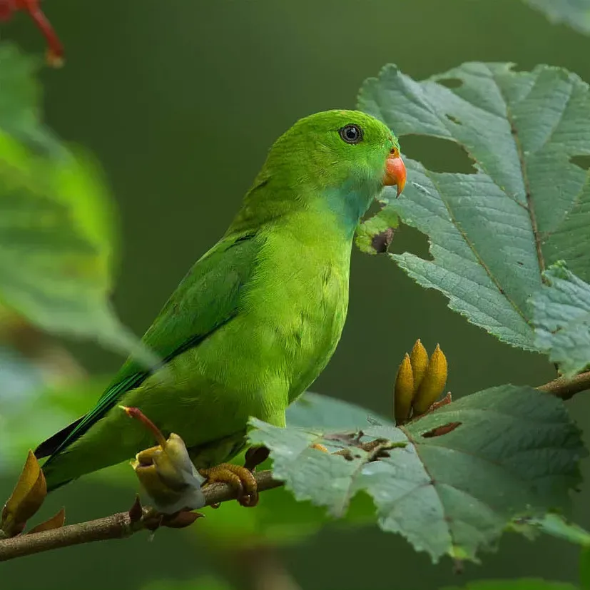 File:Loriculus vernalis -Ganeshgudi, Karnataka, India -male-8-1c.jpg