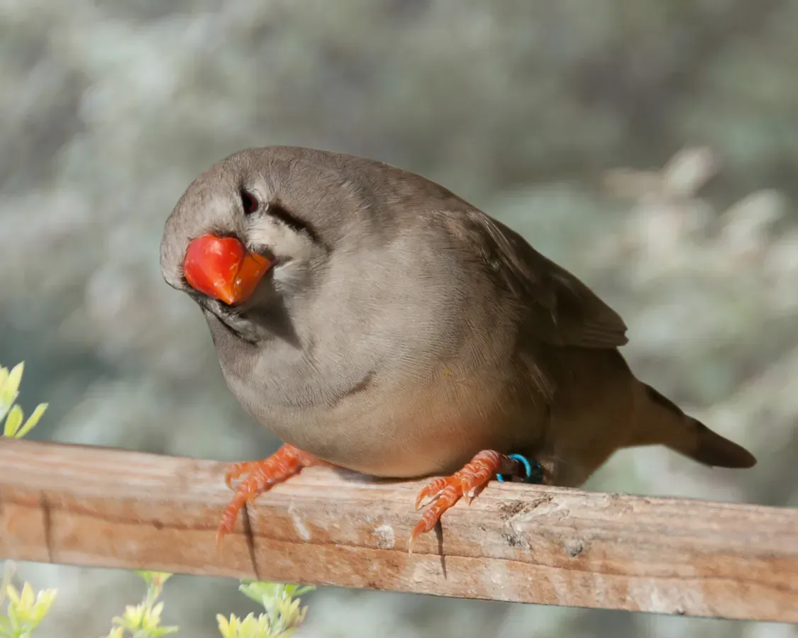 File:Taeniopygia guttata -Australia -female-8a.jpg