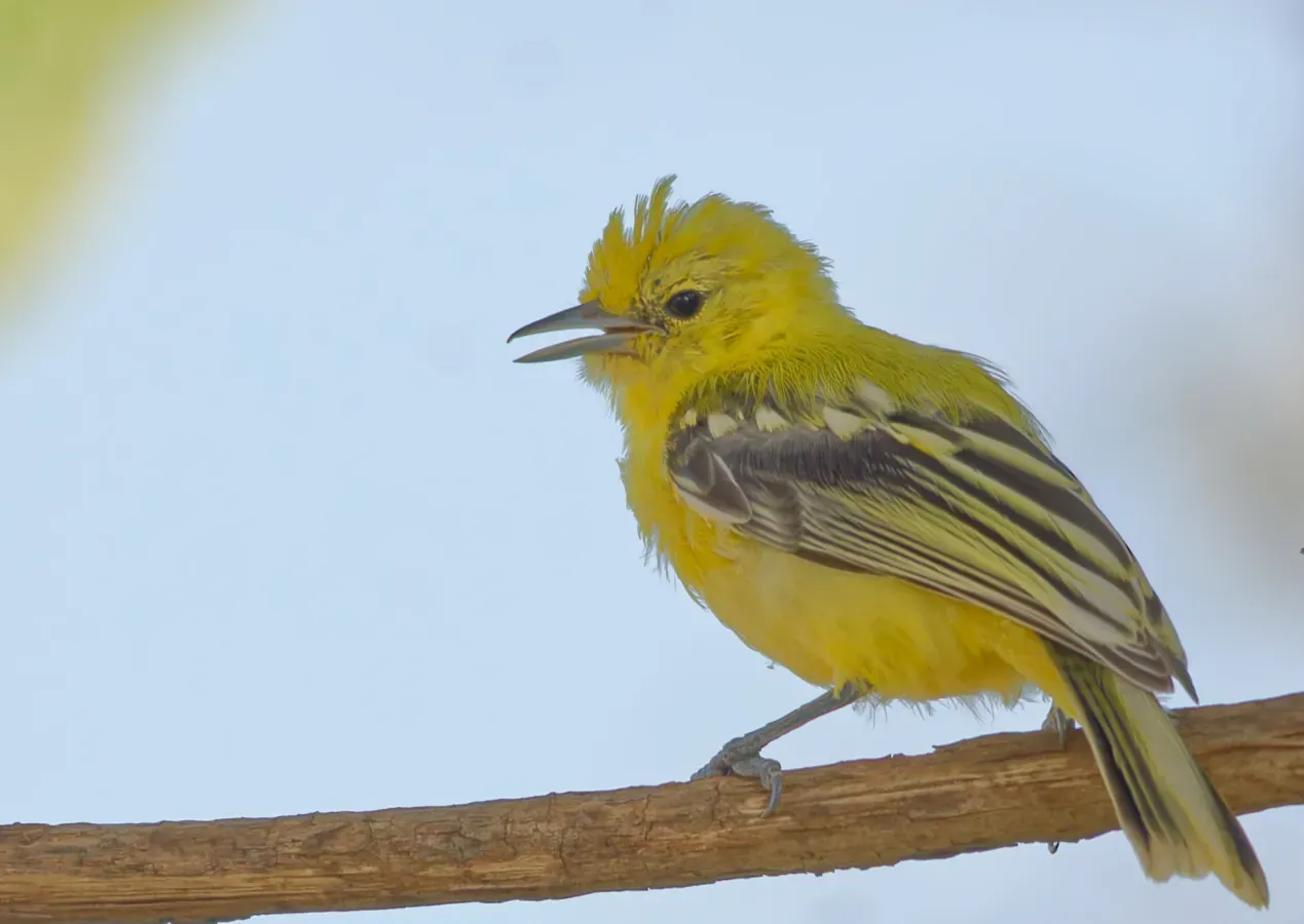 File:Aegithina nigrolutea.jpg