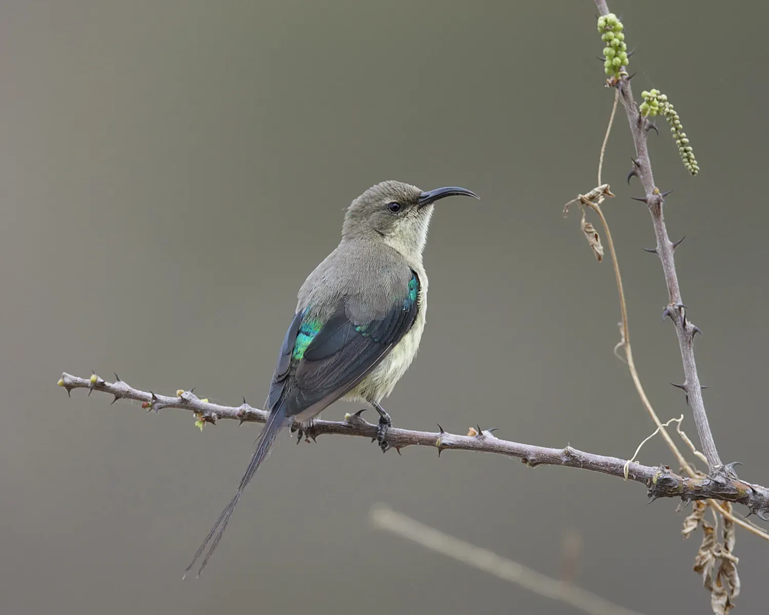 File:Beautiful Sunbird (Cinnyris pulchellus) - Flickr - Lip Kee.jpg
