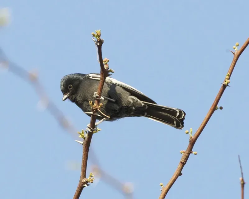 File:Melaniparus niger, Savuti, Botswana 1.jpg