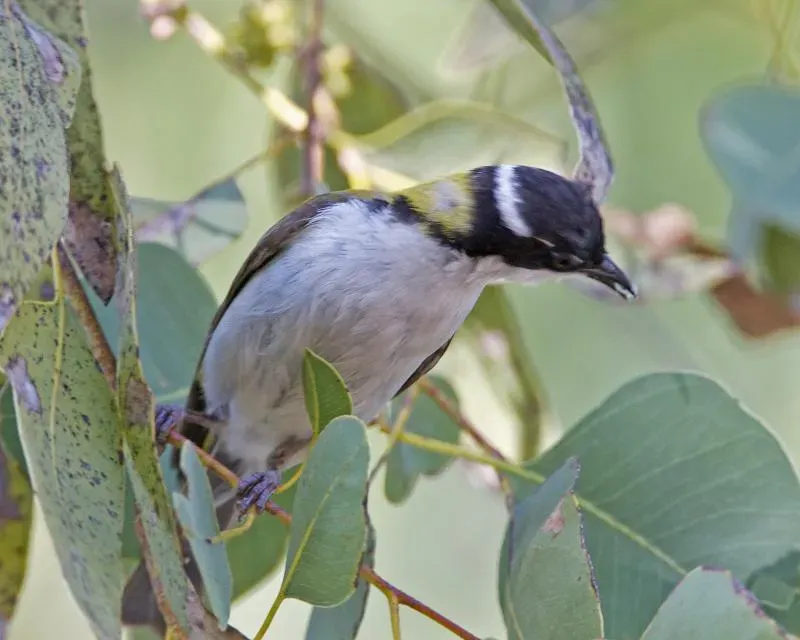 File:White-throated Honeyeater (Melithreptus albogularis) - Flickr - Lip Kee.jpg