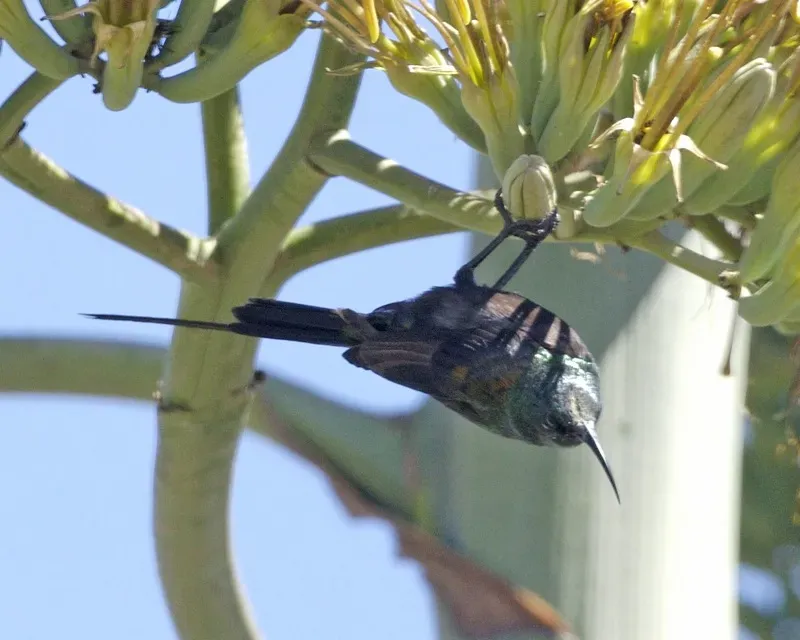 File:Bronze Sunbird (Nectarinia kilimensis) - Flickr - Lip Kee.jpg