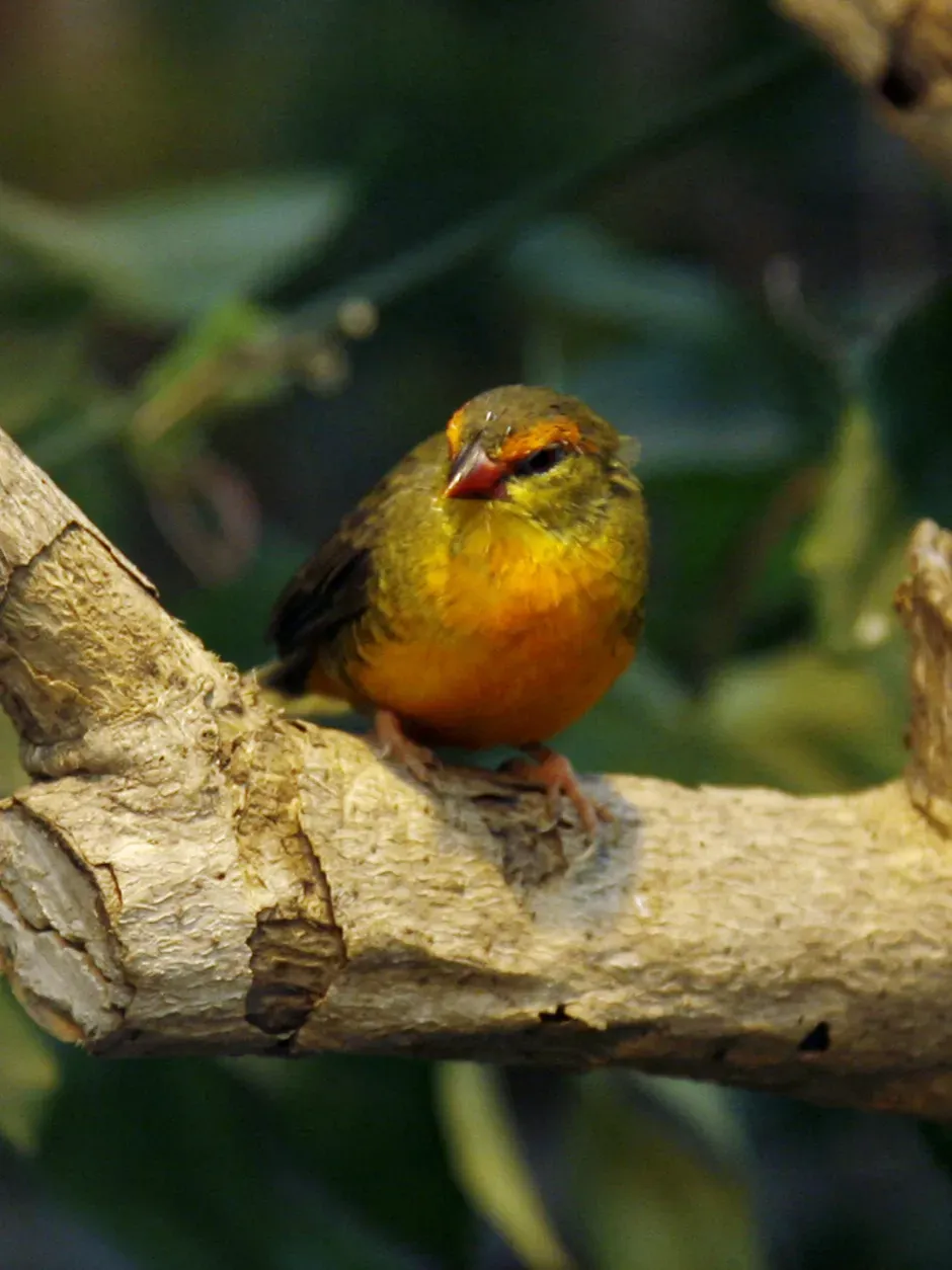 File:Amandava subflava.jpg