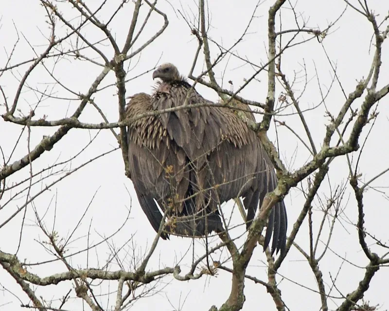 File:White-rumped Vulture (Gyps bengalensis) - Flickr - Lip Kee.jpg