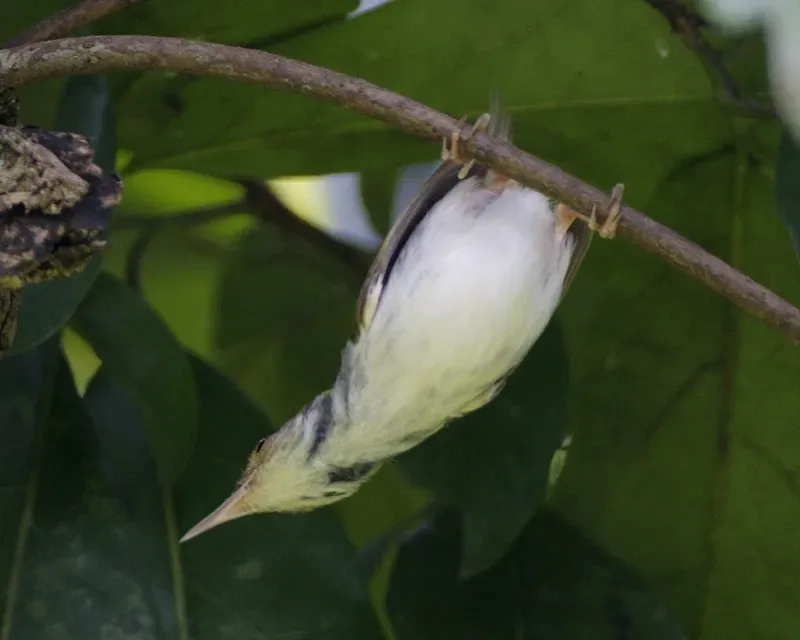 File:Ark-necked Tailorbird (Orthotomus atrogularis) - Flickr - Lip Kee.jpg