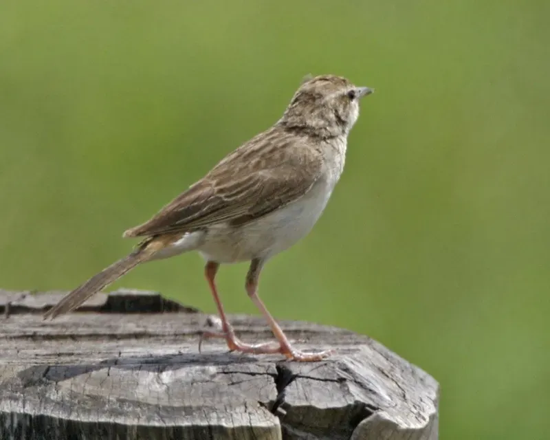 File:Rufous Songlark (Cincloramphus mathewsi) - Flickr - Lip Kee.jpg