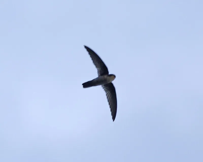 File:Aerodramus vanikorensis steini, Biak, Irian Jaya, Indonesia 1.jpg