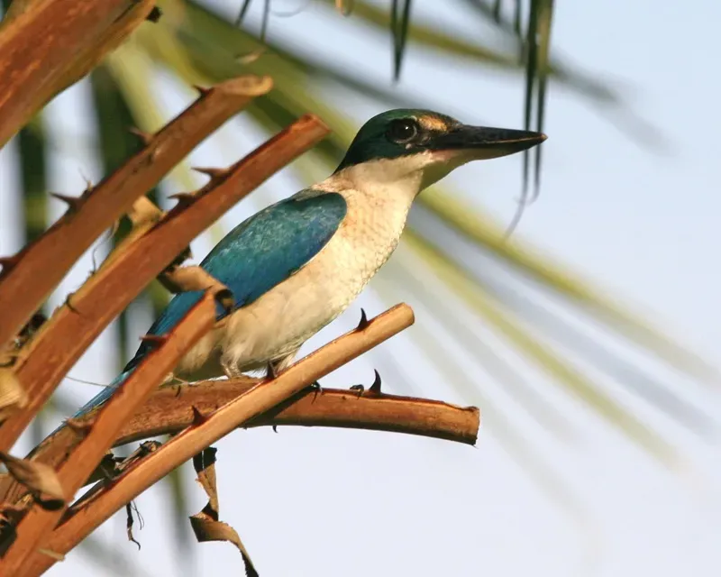 File:Collared kingfisher (Todiramphus chloris) - Flickr - Lip Kee (1).jpg