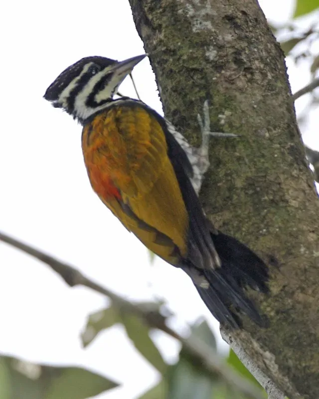 File:Common Flameback (Dinopium javanense javanense) - Flickr - Lip Kee.jpg