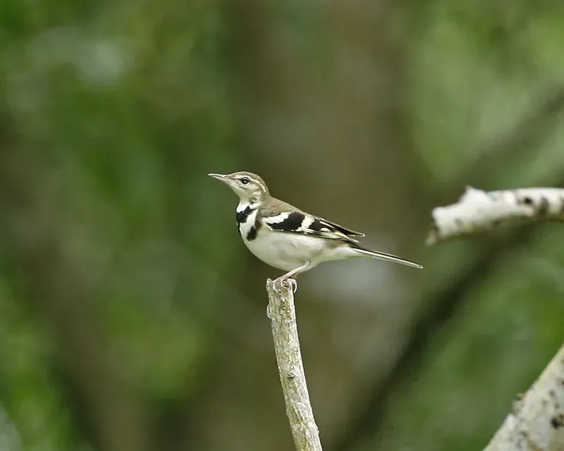 File:Forest Wagtail (Dendronanthus indicus) - Flickr - Lip Kee.jpg