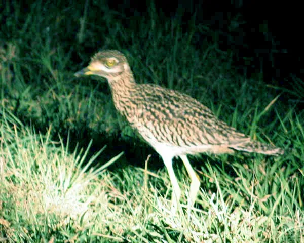File:Burhinus capensis capensis (Spotted Thick-knee) - Flickr - Lip Kee.jpg