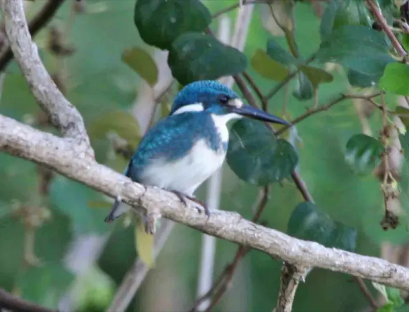 File:Small Blue Kingfisher (Alcedo coerulescens) - Flickr - Lip Kee.jpg